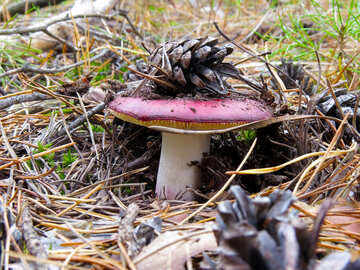 Mushroom Russula №28364