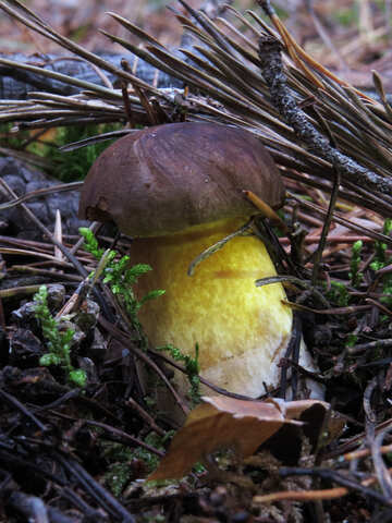 Wild mushrooms №28360