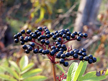 Elderberry №28501