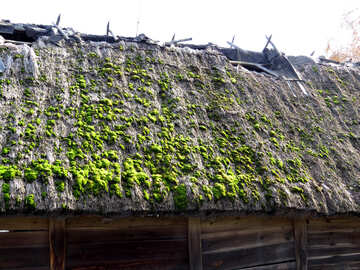 古い葦の屋根 №28894