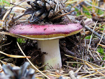 Red Russula №28363