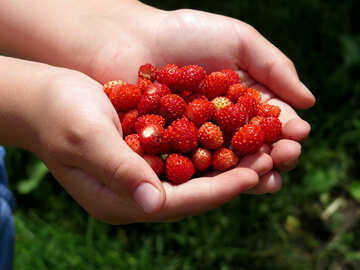 Kinderhände mit Erdbeeren №28989