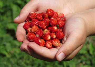 Gathering strawberries №28993