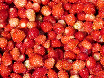 Rote Erdbeeren №28975