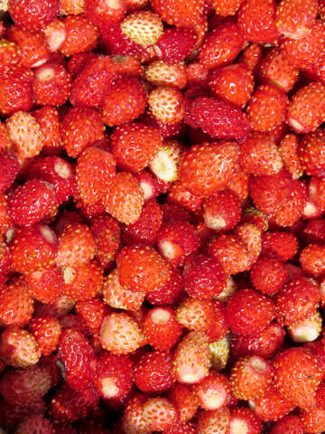 Ripe strawberries №28979