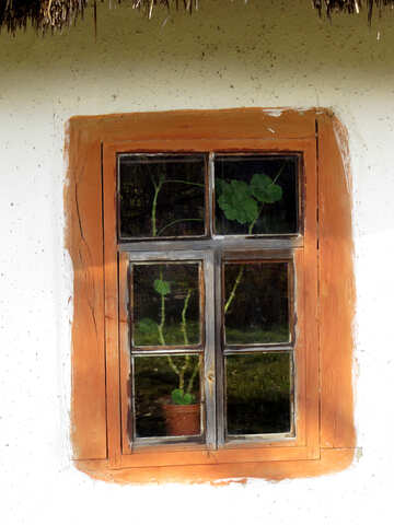 Geraniums on the window №28715