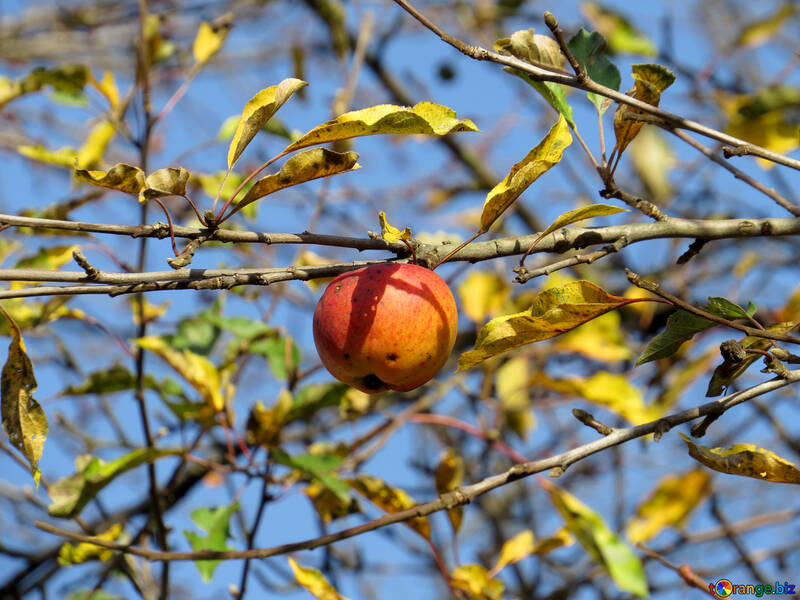 Autumn apple №28786
