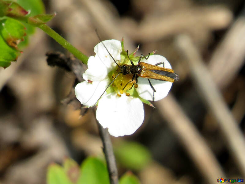 Beetle on flower №28200