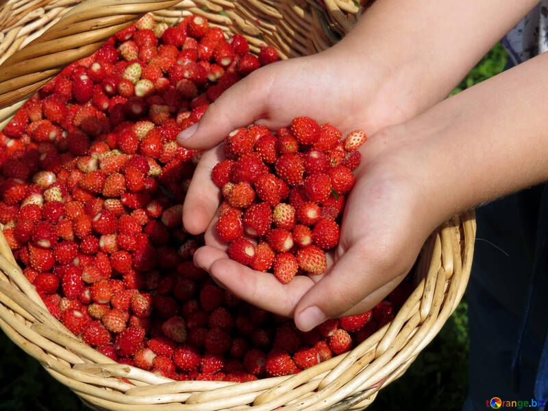 Strawberry crop №28987