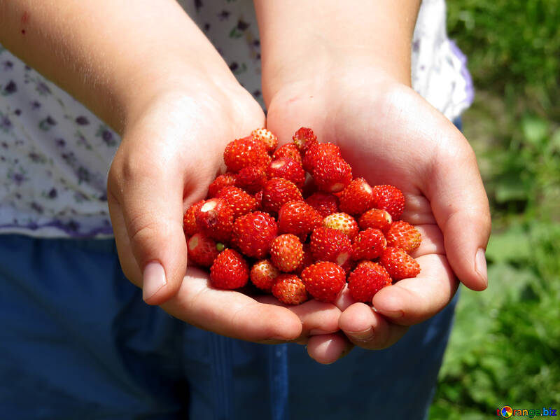 Strawberries in children`s hands №28988