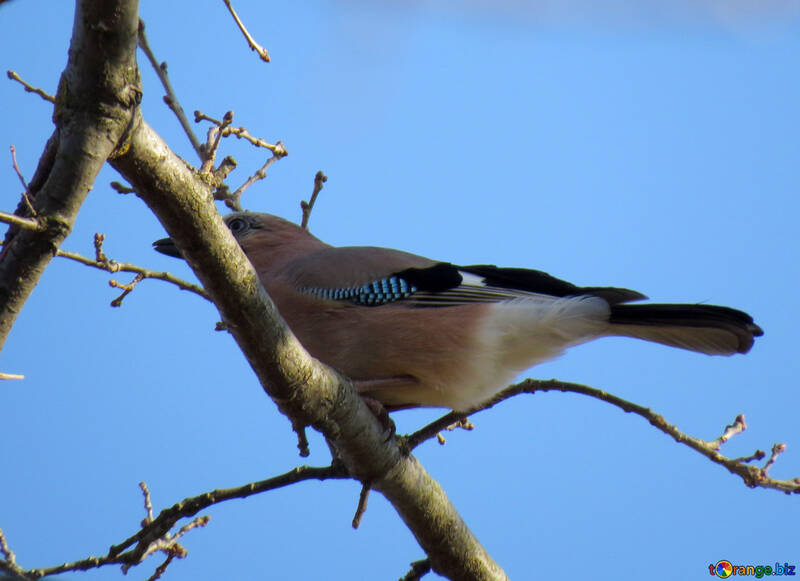 Bird with blue pen №28767