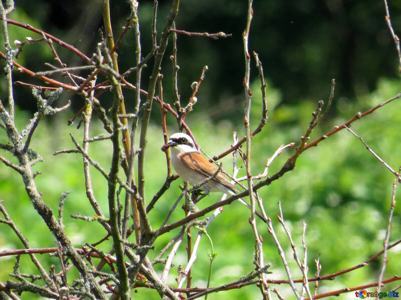 Bird on branch №28203