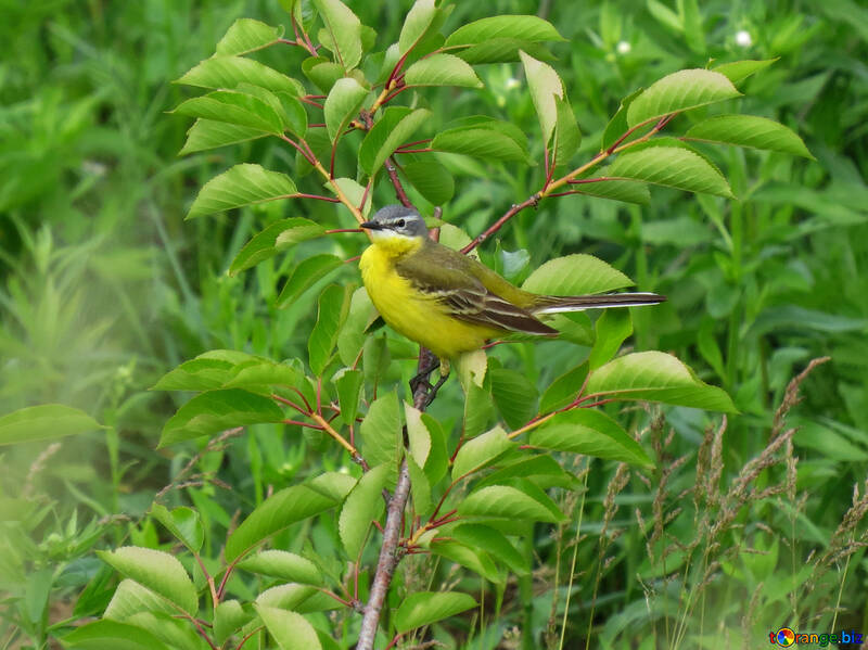 Brillante bellissimo uccello giallo №28276