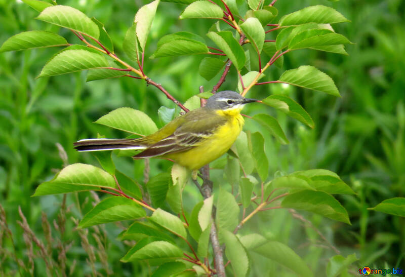 Yellow bird №28275