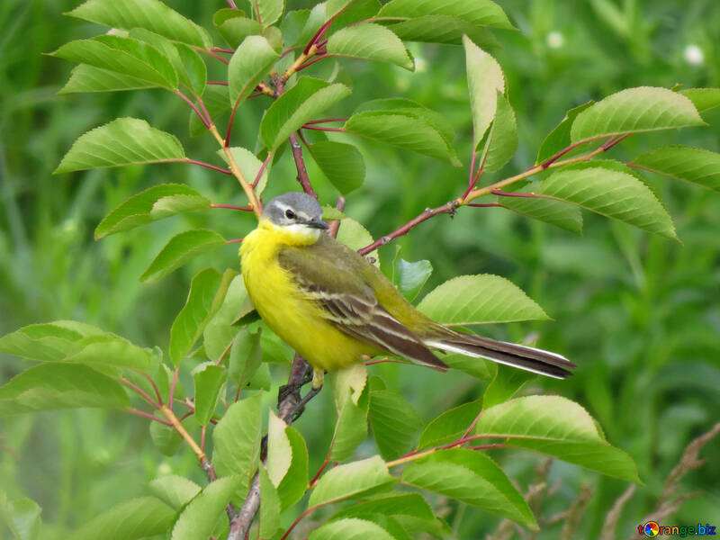 Pássaro amarelo com cauda longa №28274
