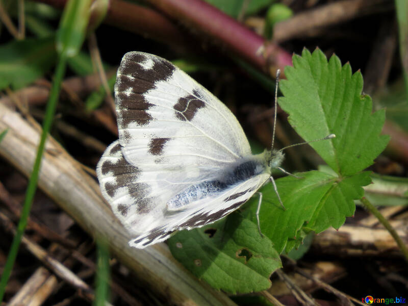 Papillon du chou №28258