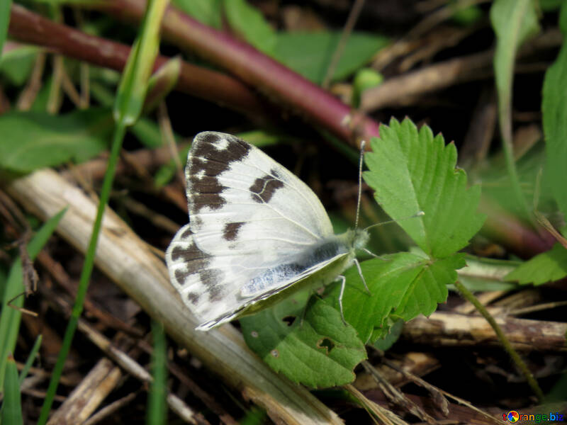 Papillon blanc №28256