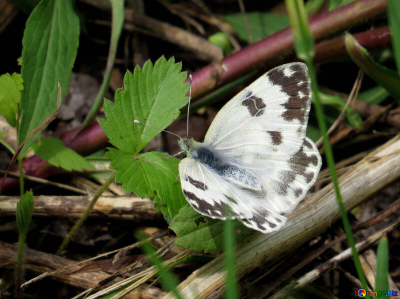 Mariposa blanca №28259