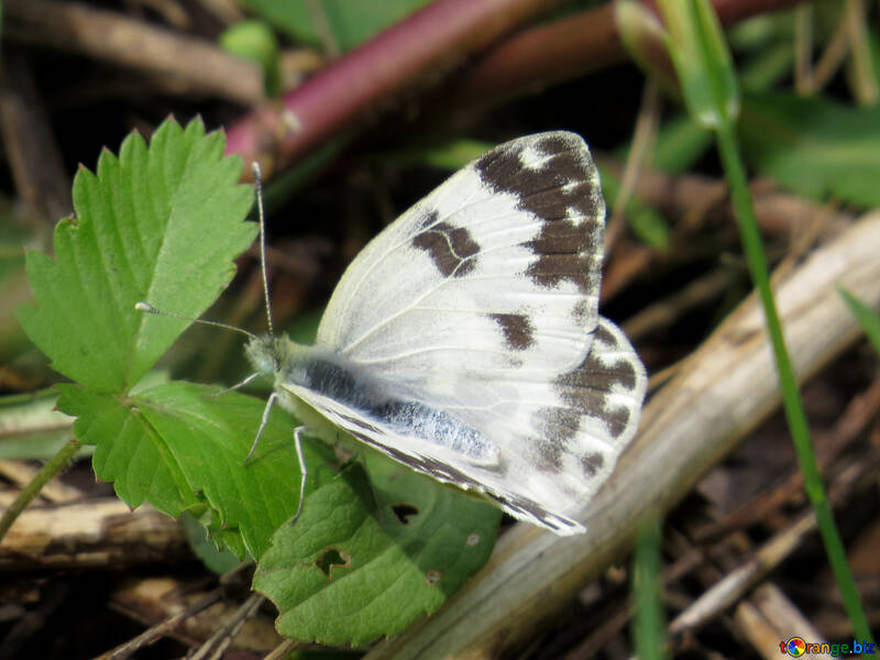 Papillon blanc avec des taches noires №28257