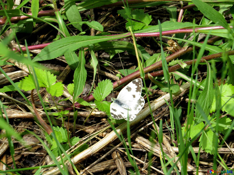 Mariposa blanca en la hierba №28262