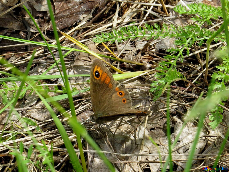 Prado marrón de la mariposa №28266