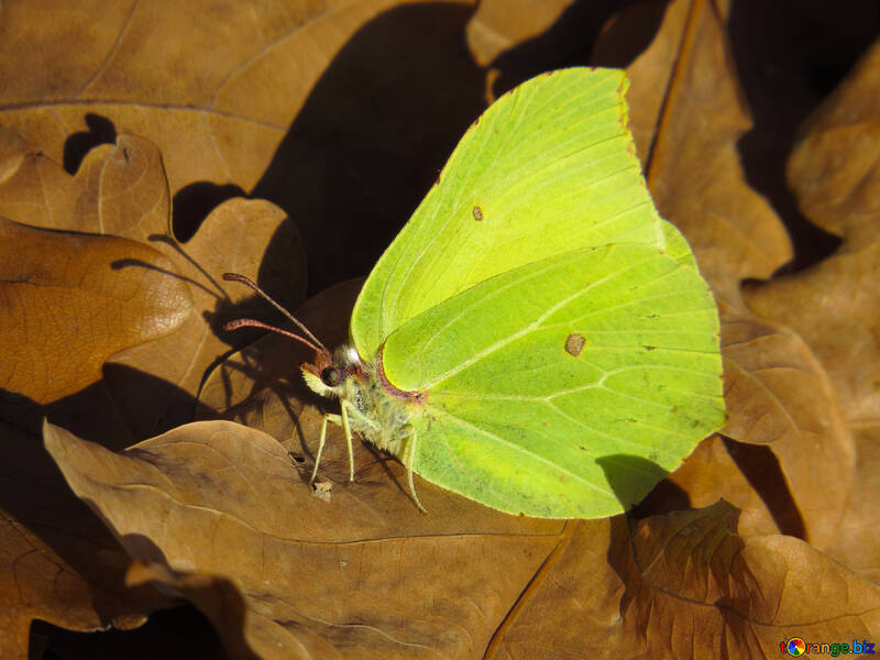Lime butterfly №28769