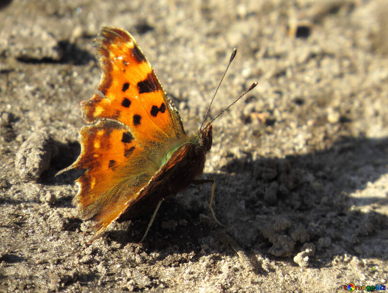 Beautiful butterfly №28741