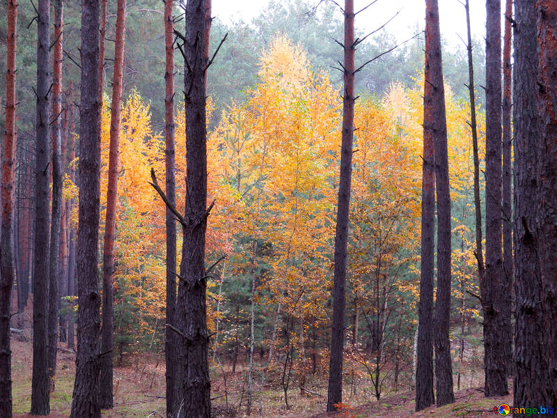 Arbres à feuilles caduques dans la forêt d`automne №28311