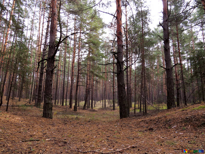 Grey Forest №28294