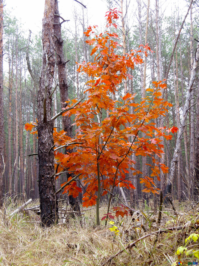 Червоне дерево в лісі №28329