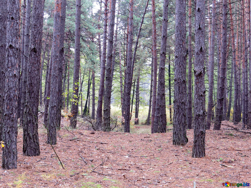 Pine forest №28323