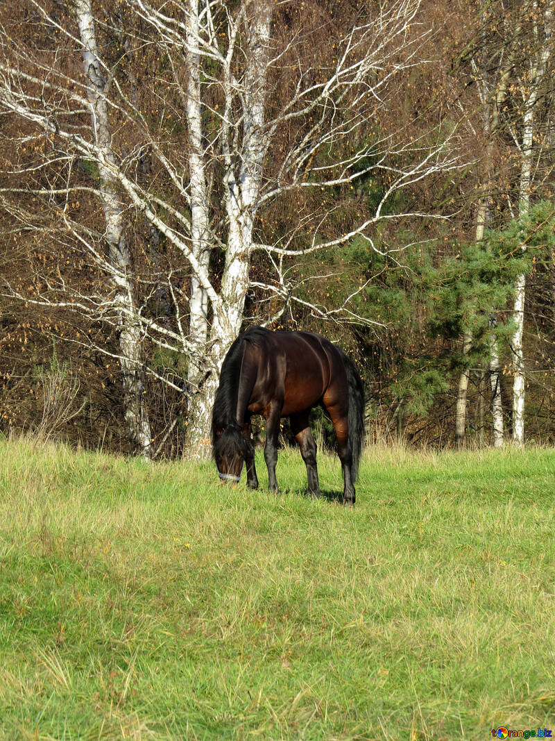 Horse on the meadow №28572