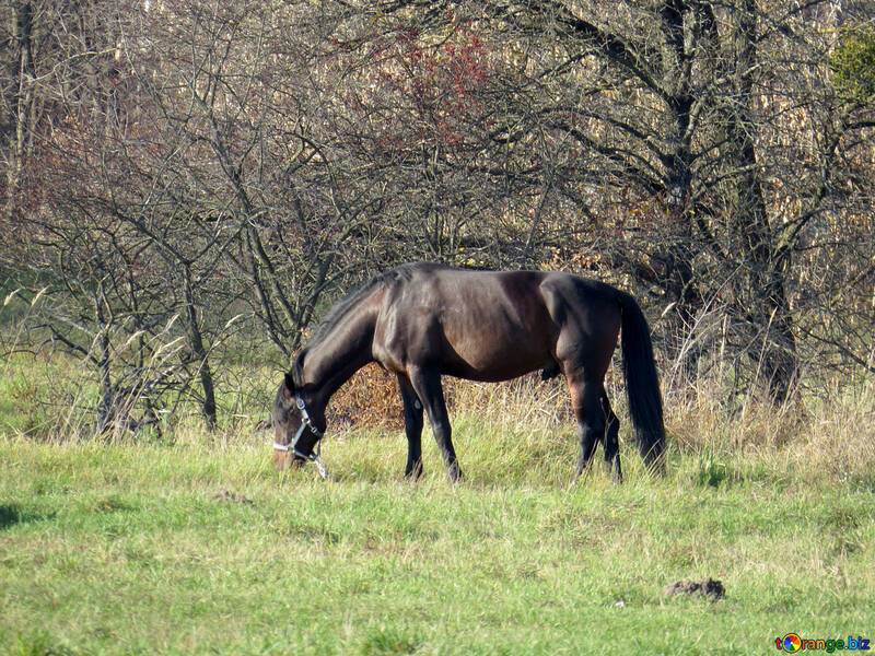 Mageren Pferd №28592
