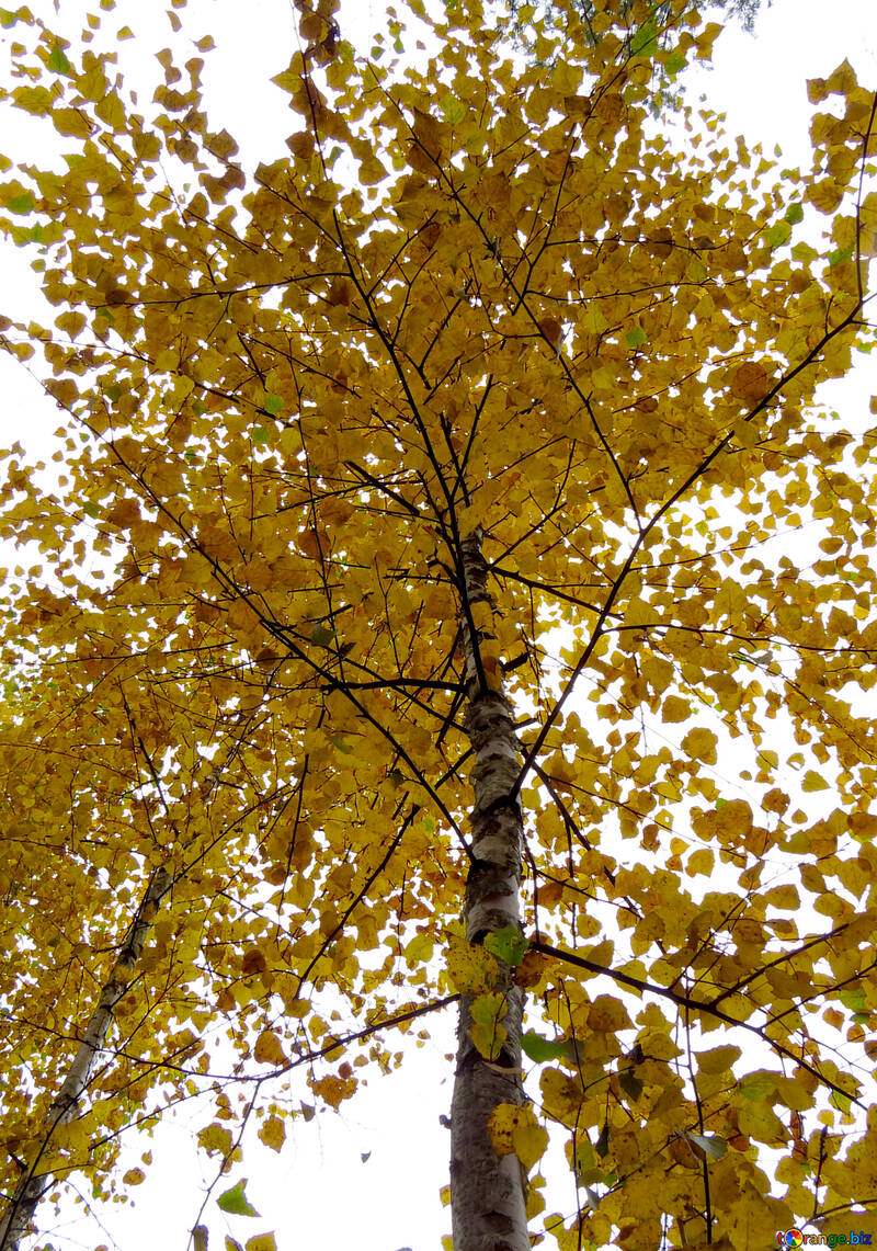 Autumn birch №28304