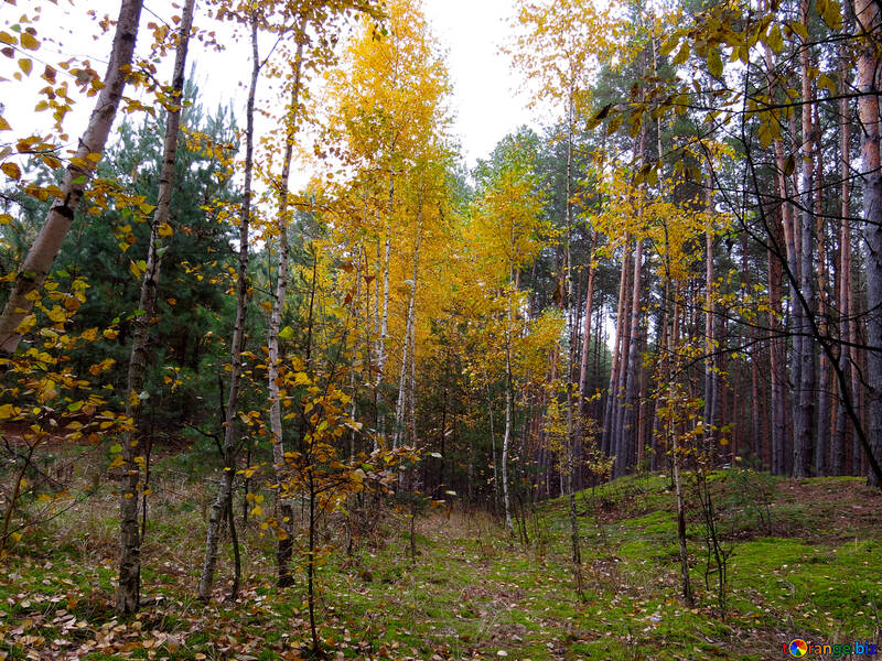 Bosque del otoño №28305