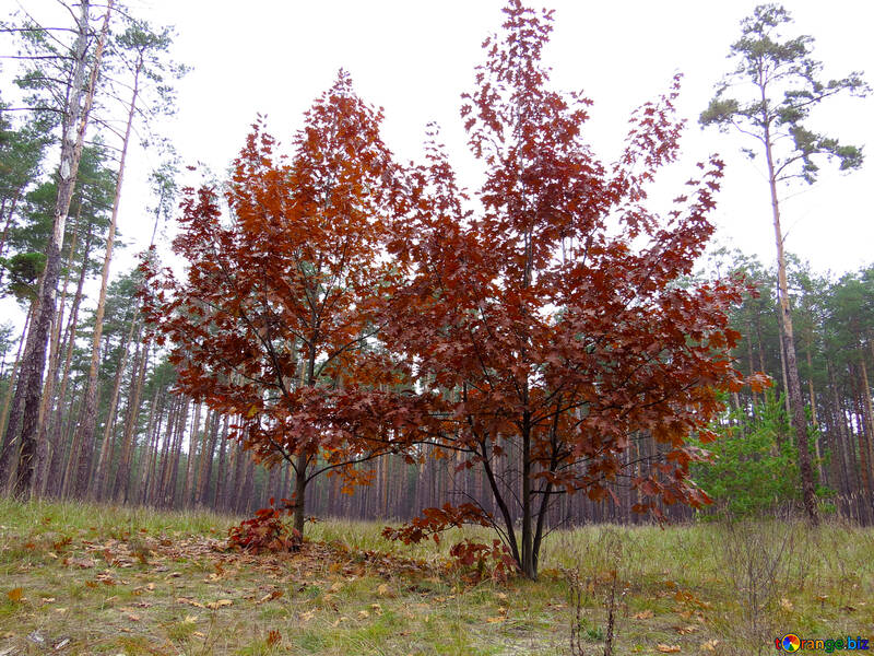 Árvores na floresta de outono №28340