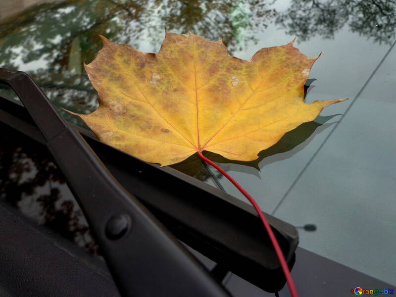 Hoja de otoño en el cristal del coche №28378