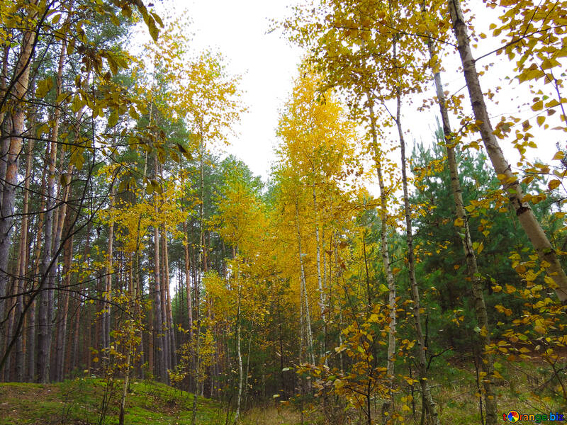 秋の落葉性森林 №28306