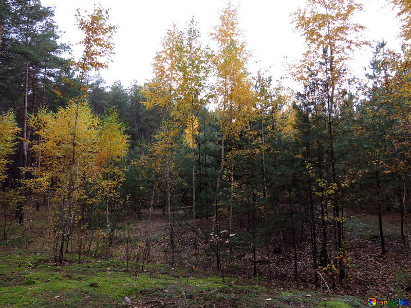 Bright autumn deciduous trees №28298
