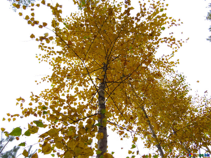 Yellow leaves on birch №28303