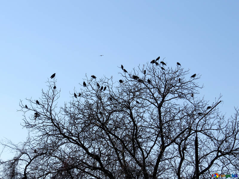 Bird on tree №28695