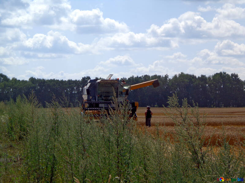Harvester gathers the grain №28286