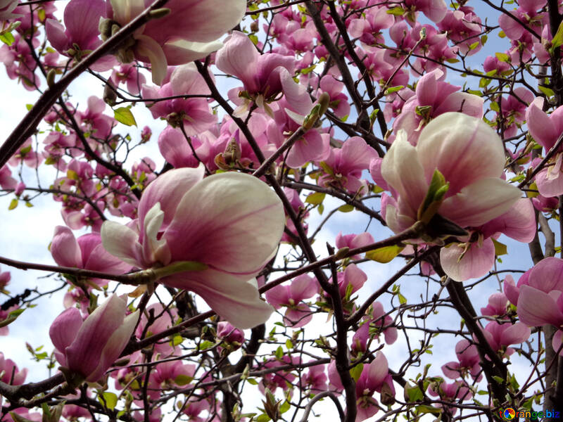 Blooming magnolia №28386