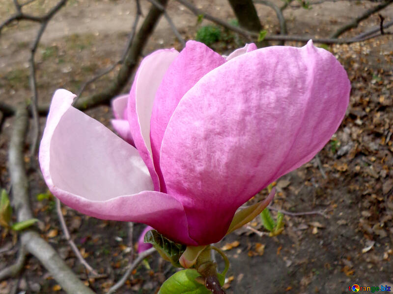 Magnolia flower №28389