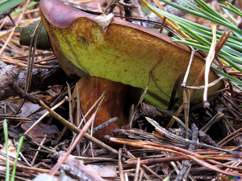 Old Polish mushroom №28357