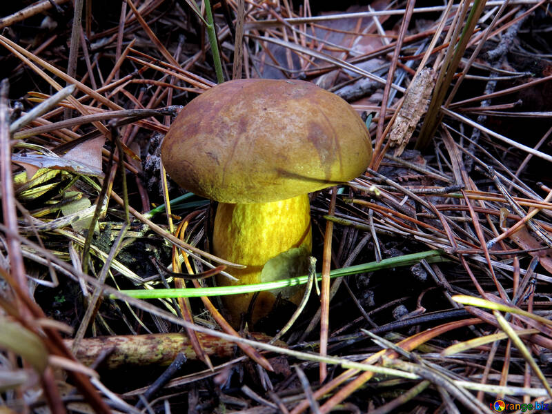 Polish mushroom №28354