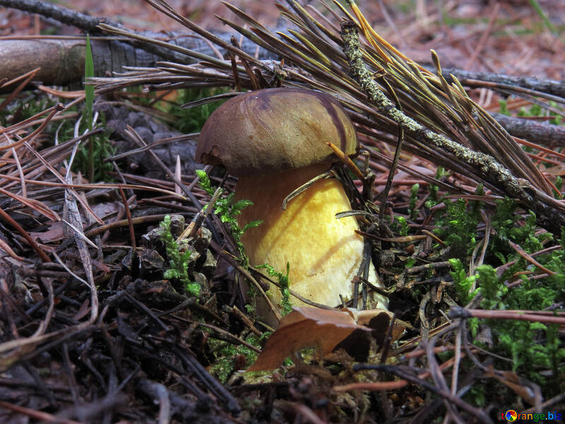 Polish mushroom №28358