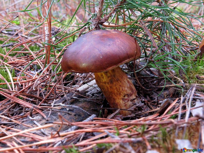 Polish mushroom №28365
