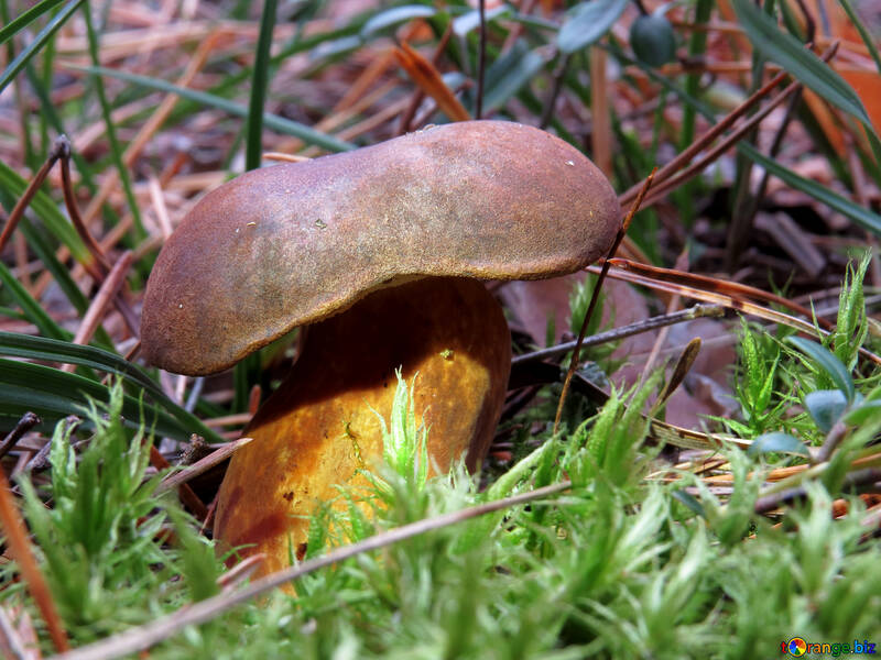 Polish mushroom №28368