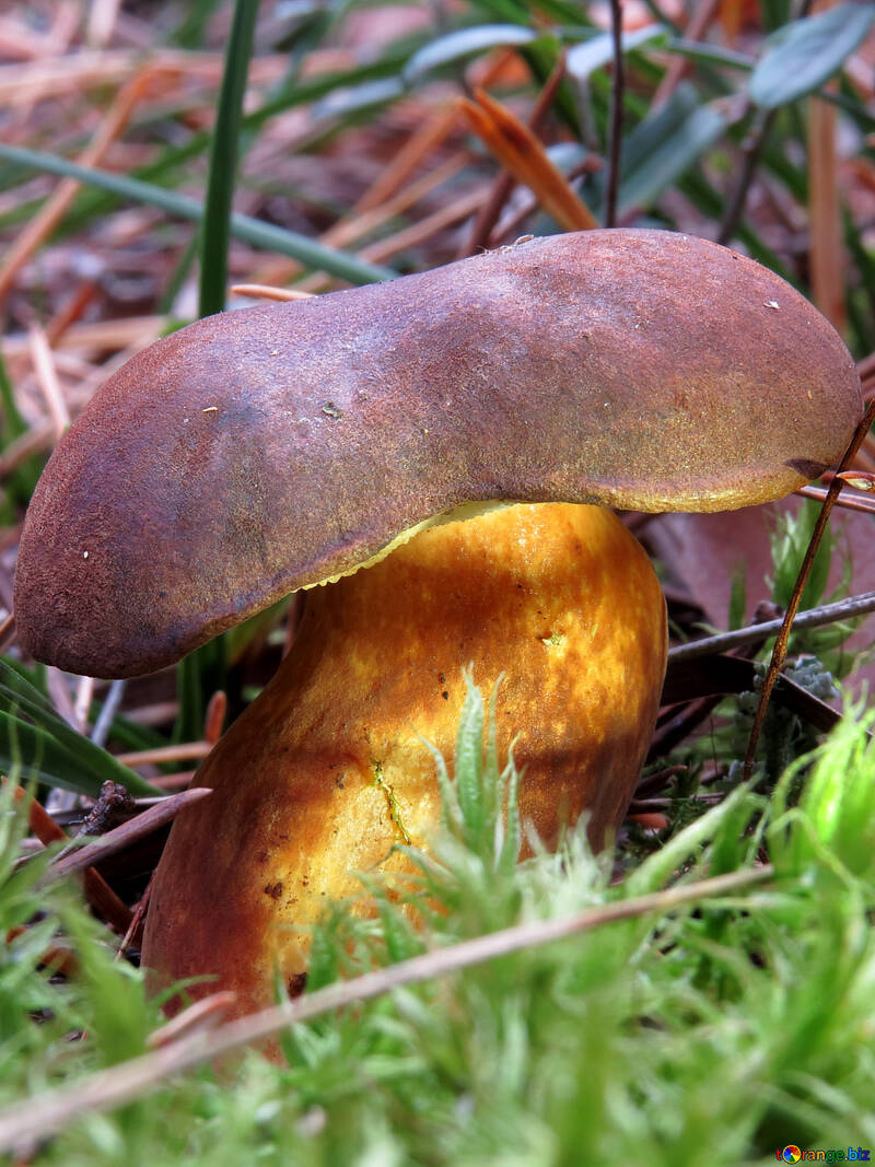 Polish mushroom №28370